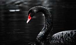 黑天鹅属性爆料最新,不可预测的颠覆性影响解析